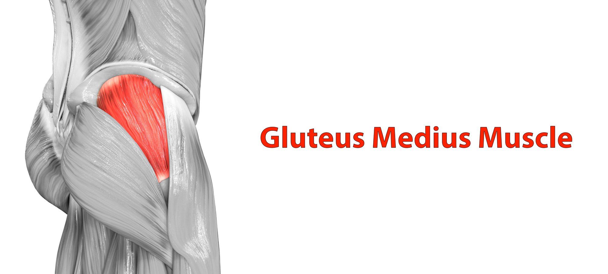 gluteus medius muscle gluteus medius muscle