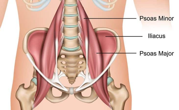 psoas muscle psoas muscle