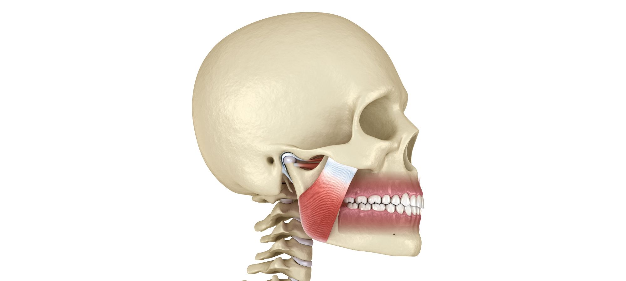temporomandibular joint temporomandibular joint disorders